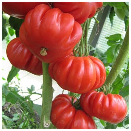 ���� ������ ������ 