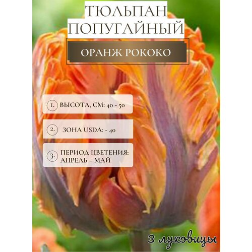 ���� ������� �������� ����������� ������, ������ �� 500 ���