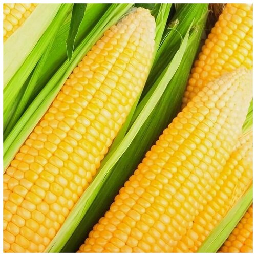 ���� ������. �������� 