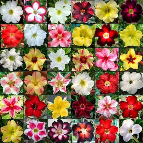 ���� �������� ����� ���� ������, ������ 10 ��, ������ �� 484 ���