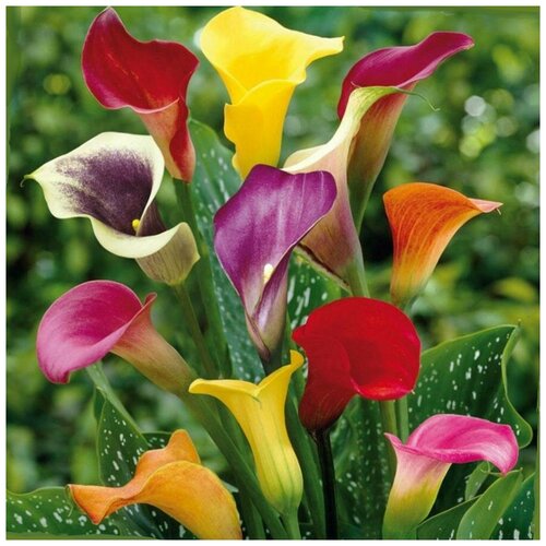 ���� ����� ��������� �����, 5 ��, ������ �� 850 ���