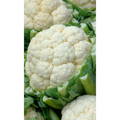 ���� ������ ������� ������� ���� ������������ F1 0.1� ������ (��������� ������), ������ �� 60 ���