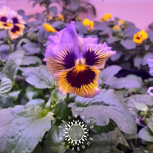     -   -    (. Viola Wittrockiana) 30 ,   330 