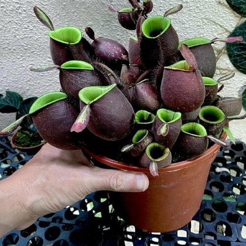 ���� �������� ���������, Nepenthes �mpullaria, ������������� ��������, ������, ������ �� 433 ���