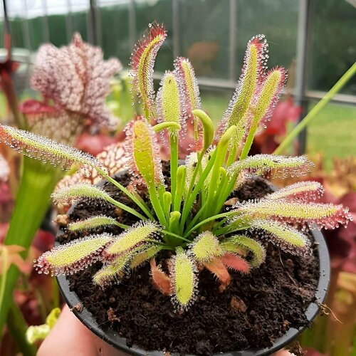    , Drosera Bainskloof 10+ ,  ,  ,   478 