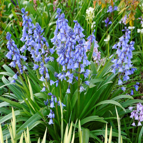 ���� �������� ������, �hipollino flowers, ������������ BLUE (10 �������), ������ �� 435 ���