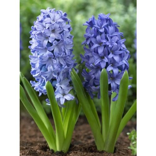 ���� �������� ������� ������� 2 ��., ������ �� 386 ���