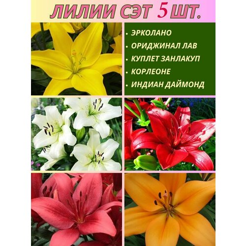 ���� ����� ���������, ��������, ��� �� 5 ����, ������ �� 500 ���