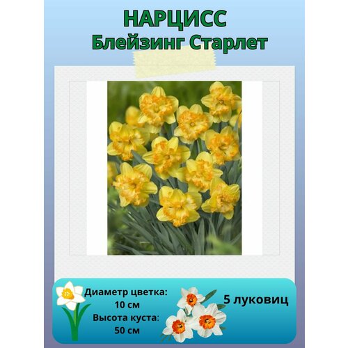 ���� ������� �������� ����, ����������� �����, �������� ��� ������� 5 ��, ������ �� 450 ���