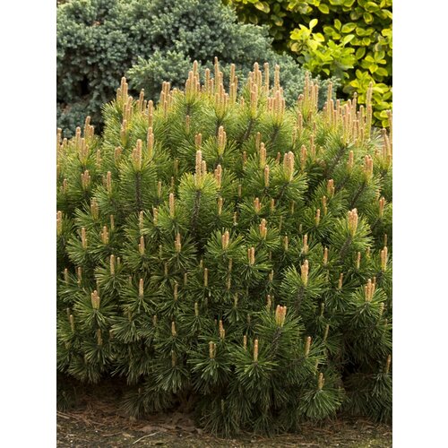      (Pinus mugo Mughus), 20 ,   410 