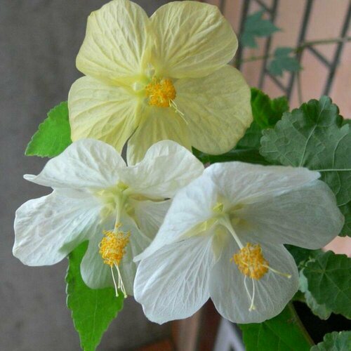 ���� ������ �������� ������ 7 ��. (1 ��������), ������ �� 388 ���