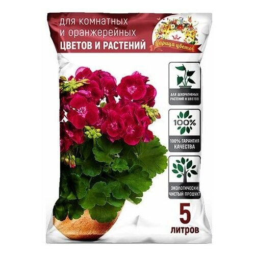 ���� ����� 