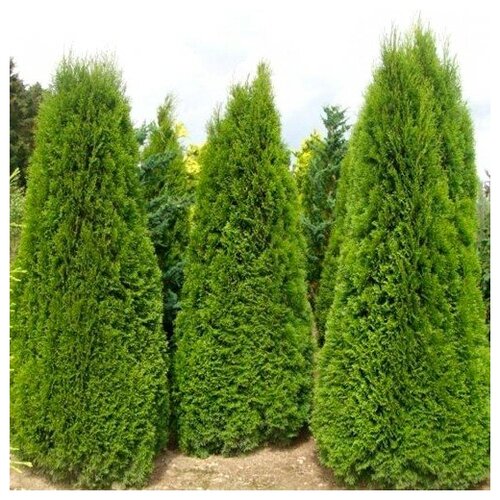 ���� ��� �������� ������� � P9 (0,5 �.), 2 ��, ������ �� 1039 ���