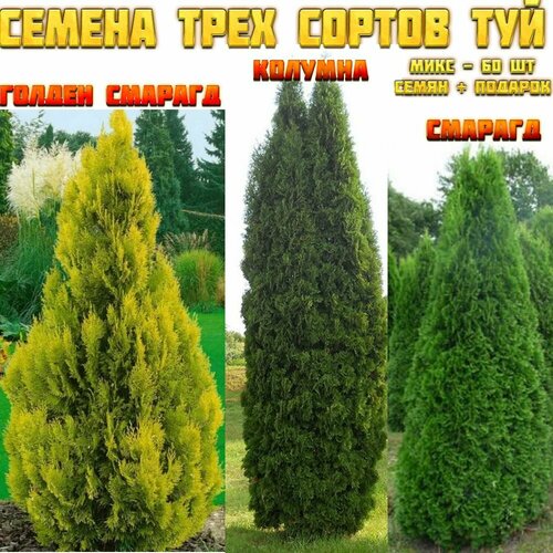 ���� ������ ��� 60 ��. ���� �� 3-� ������ �������� ��� - �������, ������ ������� � �������. + �������, ������ �� 450 ���