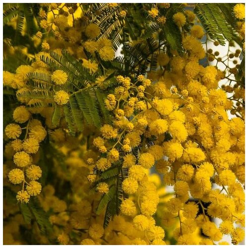 ���� ������ ������ ������ �����������, ������ 20 ��., ������ �� 350 ���