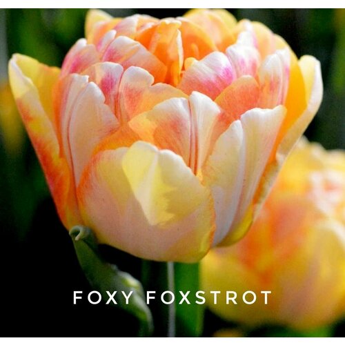 ���� �������� 