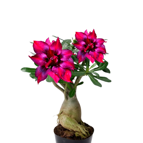 ���� ������������ ������ ������� Purple King 3 ��, ������ �� 336 ���