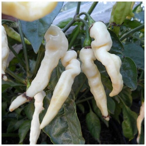 ���� ������ ������ ����� ������ Murupi 5 ��., ������ �� 320 ���