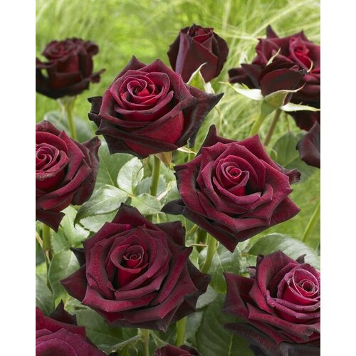 ���� ������ ���� �����-��������� ���� ������� 5 ��. (1 ��������), ������ �� 429 ���