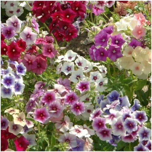 ���� ����� ������� ����� ������� ��, ������ �� 337 ���