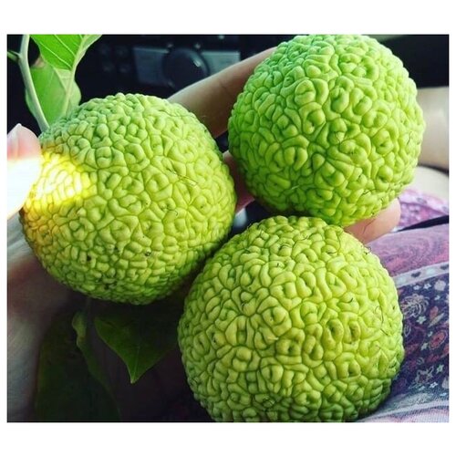 ���� ������� ������� ������, ������ �� 780 ���