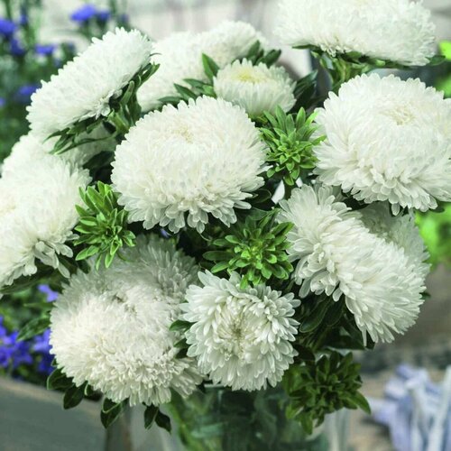 ���� ����� ������� �����, �������������-������� �������� �������� �������� XXL � ������� �� 15��, 30 �����, ������ �� 265 ���