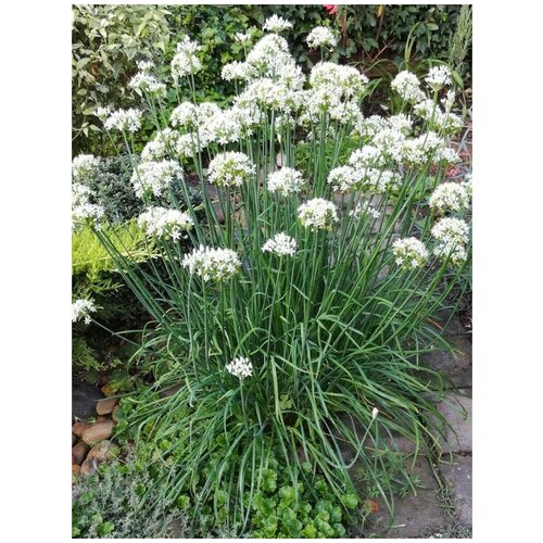 ���� ������ ��� ������ (Allium odorum), 25 ����, ������ �� 400 ���