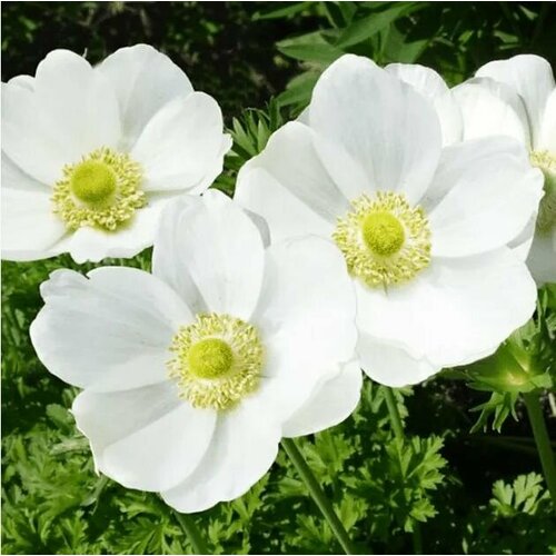 ���� ������� ������� �. �. 5-6 ����� 7 ��., ������ �� 502 ���