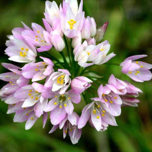 ���� ������ Roseum(10 �������), ������ �� 395 ���