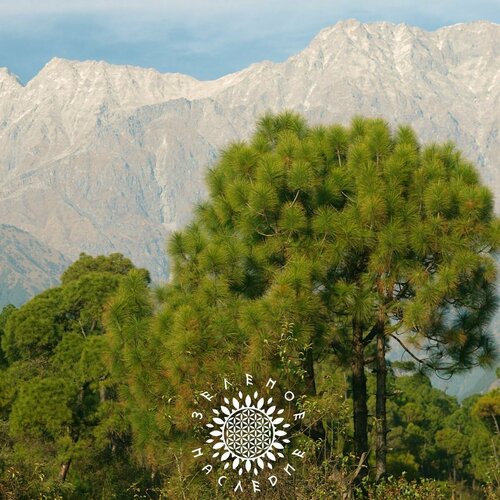     (. Pinus roxburghii) 10  Green Legacy,   420 